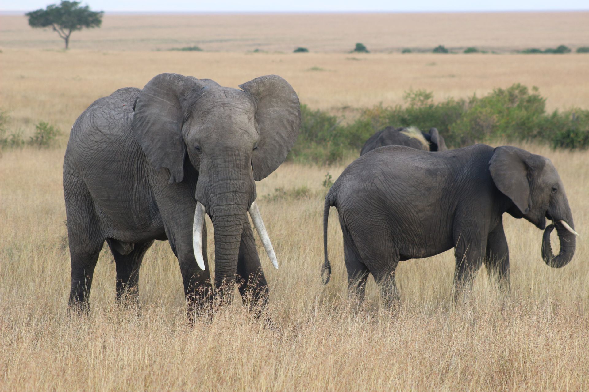 Kenia, Tanzania y playas de Zanzibar