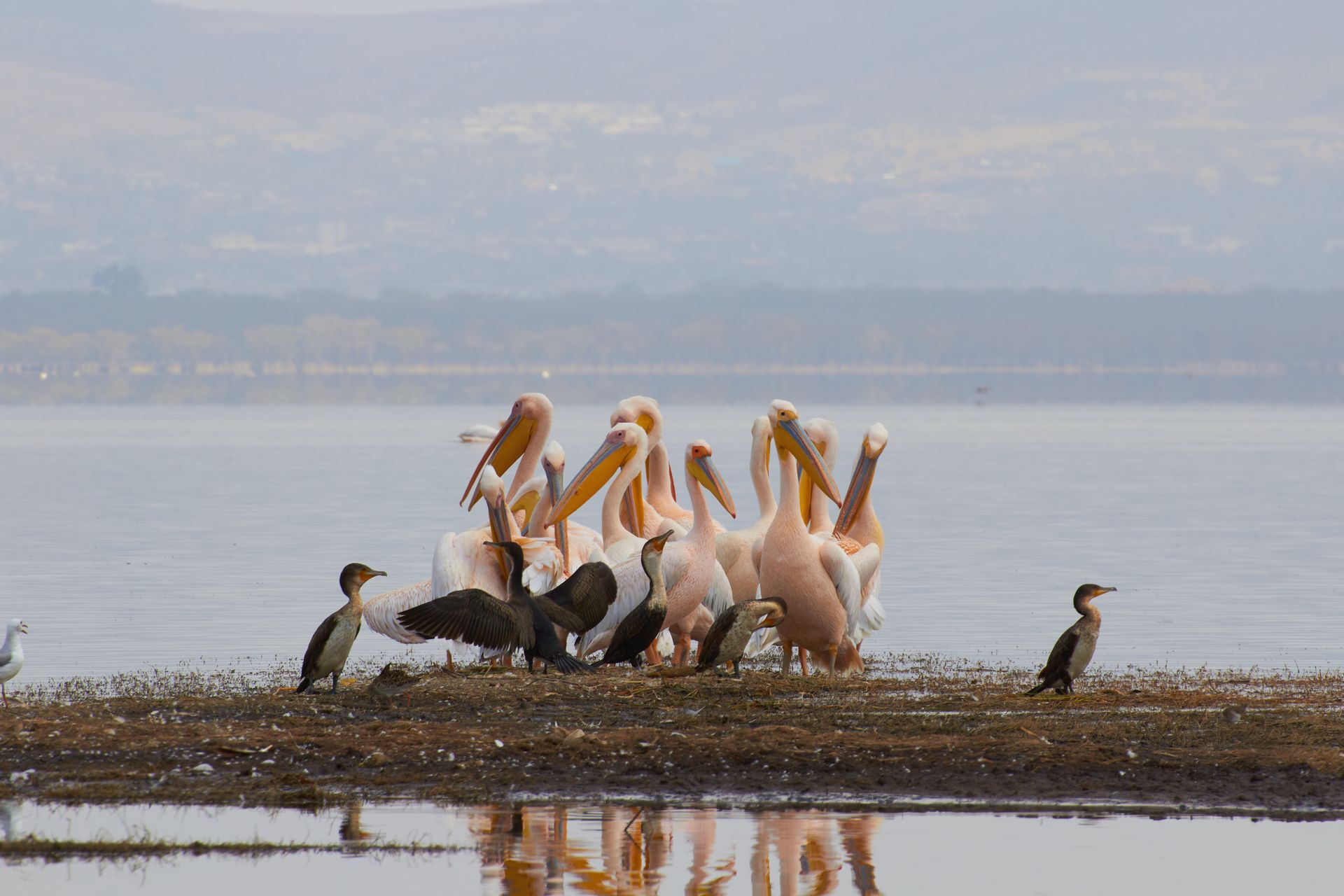 Kenia, Tanzania y playas de Zanzibar