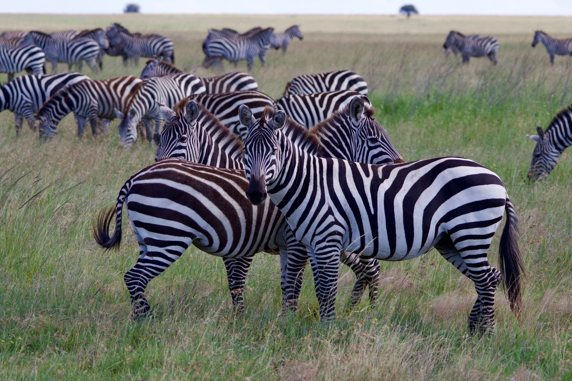Kenia, Tanzania y playas de Zanzibar